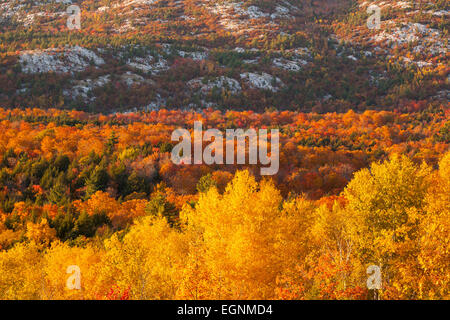 Spektakuläre Herbstfarben mit einem weißen Quarzit-Berg im Hintergrund. Killarney Provincial Park, Ontario, Kanada. Stockfoto