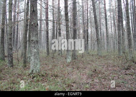 graue Frühlingstag im Pinienwald am tief einsame Sumpf Stockfoto