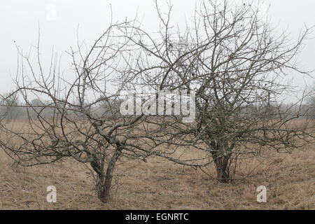 zwei kleine Wild wachsen Apfelbäume wachsen Bäume im Frühling Feld Stockfoto