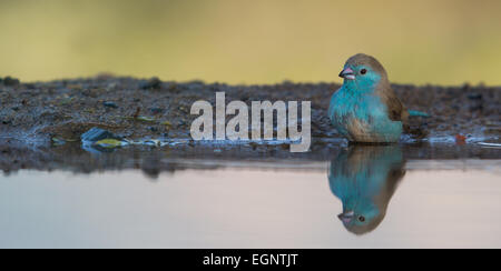 Blaue Wellenastrild Baden am Rand des Wassers Stockfoto