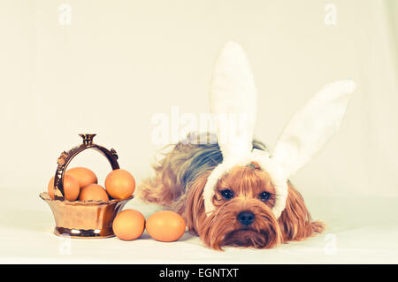 Netter Hund wie Ostern Hase liegend Porträt mit Eiern in goldenen Korb, Blick in die Kamera. Retro-Foto-Effekt. Stockfoto