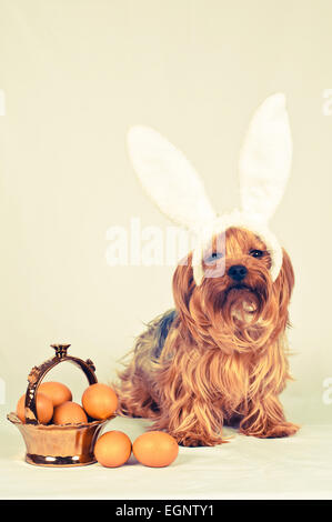 Netter Hund wie Ostern Hase liegend Porträt mit Eiern in goldenen Korb, Blick in die Kamera. Retro-Foto-Effekt. Stockfoto