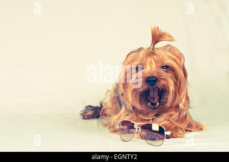 Süße Yorkshire-Terrier Lüge mit rosa Sonnenbrille und Gähnen Stockfoto