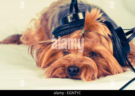 Niedlichen Hund liegen und mit großen schwarzen Kopfhörer Musik hören Stockfoto