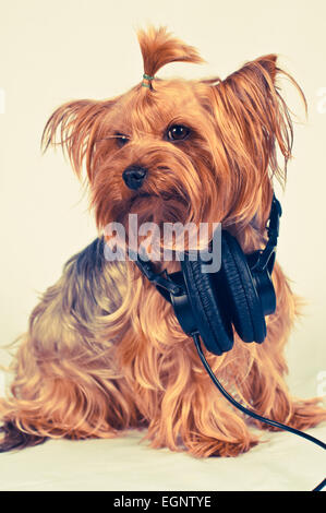 Yorkshire Terrier mit Kopfhörern auf grauem Hintergrund mit Kopfhörer Stockfoto