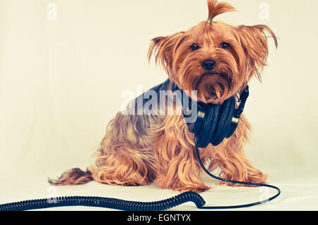 Yorkshire Terrier mit Kopfhörern auf grauem Hintergrund Musik und Blick in die Kamera Stockfoto