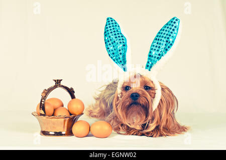 Netter Hund wie Ostern Hase liegend Porträt mit Eiern in goldenen Korb. Retro-Foto-Effekt. Stockfoto