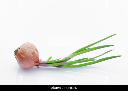 sprießen kleine rote Schalotten auf weißem Hintergrund Stockfoto