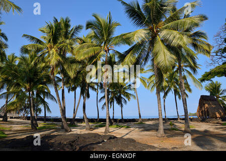 Palm Trees - Pu'uhonua O Honaunau National Historical Park, Big Island, Hawaii, USA Stockfoto