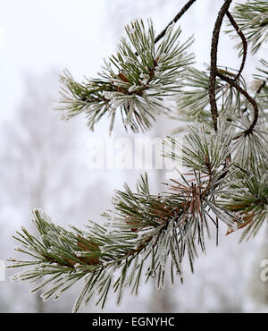 Tannenzweigen gefrostet Stockfoto