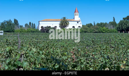 Felder der Weinberge in Zentral-Chile. Anbau von Trauben für den industriellen Einsatz: Wein.  Die chilenischen Weine-Industrie ist der 7. Welt produ Stockfoto