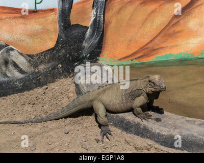 Nashorn Leguan (Cyclura Cornuta) seltenere bedrohte Arten der Eidechse Familie Iguanidae Dominikanische Republik geschützter Bereich Stockfoto