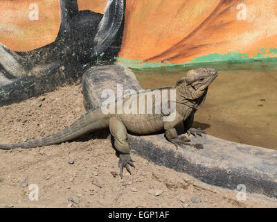 Nashorn Leguan (Cyclura Cornuta) seltenere bedrohte Arten der Eidechse Familie Iguanidae Dominikanische Republik geschützter Bereich Stockfoto