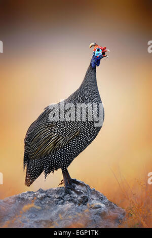 Behelmte Perlhuhn (Numida Meleagris) thront auf einem Felsen - Etosha Nationalpark (Namibia) Stockfoto
