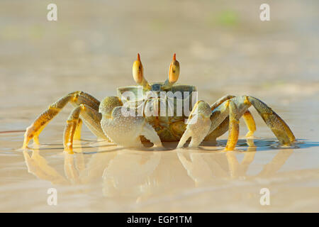 Alert Ghost Krabben am Strand, die Insel Sansibar, Tansania Stockfoto
