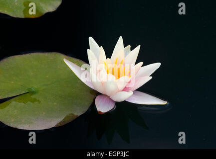 WINTERHARTE SEEROSE - NYMPHAEA 'SIOUX' Stockfoto
