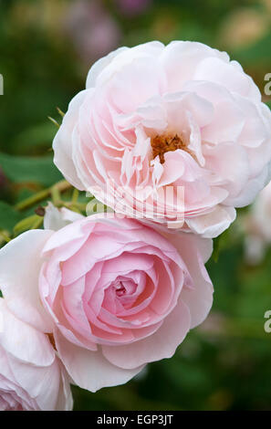 Strauch-Rose - Rosa 'Heritage' Stockfoto