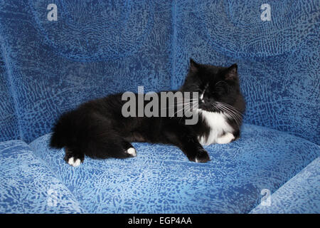 schwarzen müde Katze schläft auf dem blauen sofa Stockfoto