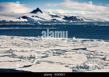 Antarktis, Weddell-Meer, Kinnriemen Pinguine auf schwimmenden Packeis Stockfoto