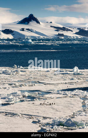 Antarktis, Weddell-Meer, Kinnriemen Pinguine auf schwimmenden Packeis Stockfoto