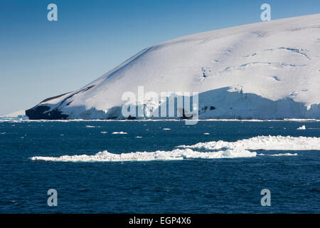 Antarktis, Weddell-Meer, Kinnriemen Pinguine auf schwimmenden Packeis Stockfoto