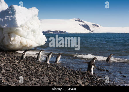Antarktis, Weddell Sea Paulet Island, Adelie-Pinguine am Strand von iceberg Stockfoto