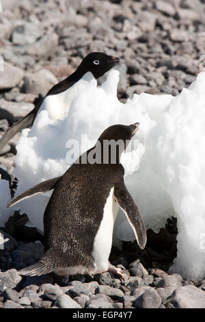 Antarktis, Weddell-Meer, Paulet Island, Adelie-Pinguine essen Eis, um frisches Wasser zu trinken Stockfoto
