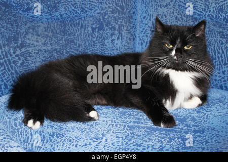 schwarzen müde Katze schläft auf dem blauen sofa Stockfoto