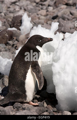 Antarktis, Weddell-Meer, Paulet Insel Adelie Pinguin essen Eis um frisches Wasser zu trinken Stockfoto