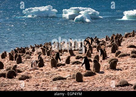 Antarktis, Weddell-Meer, Adelie Pinguin-Kolonie auf Paulet Vulkaninsel Stockfoto