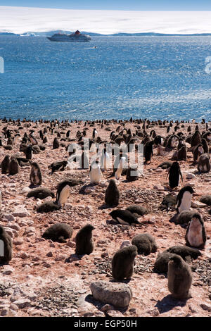 Antarktis, Paulet Island, Kreuzfahrtschiff vor Anker gegenüber Adelie Pinguin-Kolonie Stockfoto