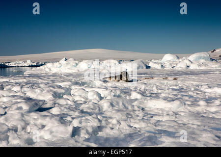 Antarktis, Weddell-Meer, Weddell Seal, Leptonychotes Weddellii ruht auf Packeis Stockfoto