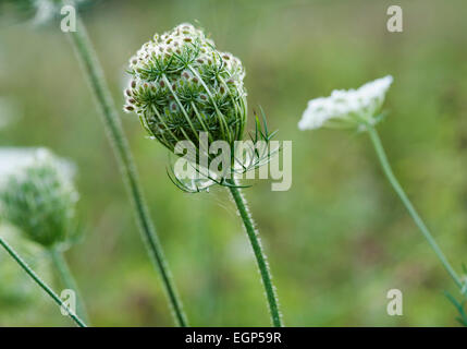 Möhre, Wilde Möhre, Daucus Carota. Seitlicher Blick auf eine Seedhead mit Dolden von kleinen haarigen Samen und Blumen Weichzeichner hinter. Stockfoto