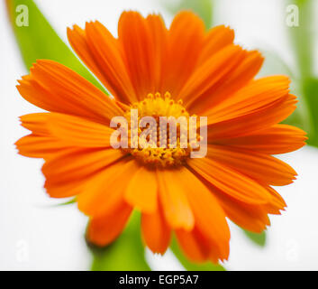 Ringelblume Calendula Officinalis. Enge Vorderansicht einer offenen orange Blume mit hinterlässt. Selektiven Fokus. Stockfoto