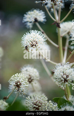 Fatsia, Fatsia Japonica. Seitenansicht des kugelförmigen weißen Blüten auf Stielen mit Wespe Blütenstaub zu sammeln. Stockfoto