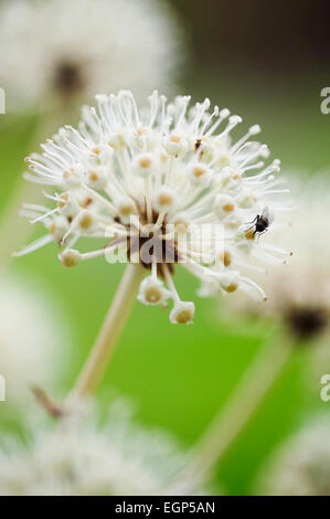 Fatsia, Fatsia Japonica. Schließen Sie Seitenansicht des sphärischen weiße Blume am Stiel mit Fliege sammeln Pollen. Stockfoto