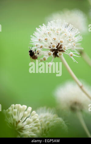 Fatsia, Fatsia Japonica. Seitenansicht des kugelförmigen weißen Blüten auf Stielen mit Wespe Blütenstaub zu sammeln. Stockfoto