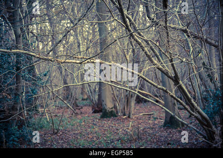 Hainbuche, Carpinus Betulus Wald im Winter mit vielen Multistemed Stämme und Äste, die Erstellung eines Musters. Manipulierte Farben. Stockfoto