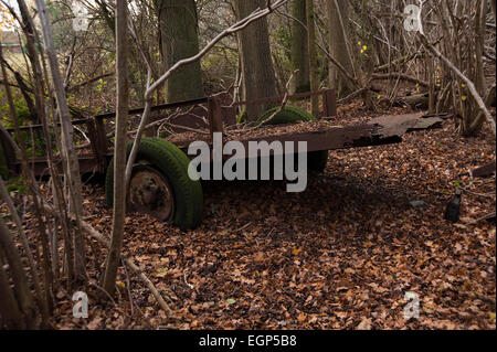 Hainbuche, Carpinus Betulus. Wald im Winter mit Teppich braune Blätter und einen verfallenen alten Wagen mit grünem Moos bedeckt Räder werden von der Natur zurückerobert. Stockfoto