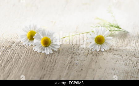 Kamille, Chamaemelum Nobileon. Drei Blumen mit Stiel und Blättern auf blass, verzweifelt, hölzernen Hintergrund angeordnet. Selektiven Fokus. Stockfoto