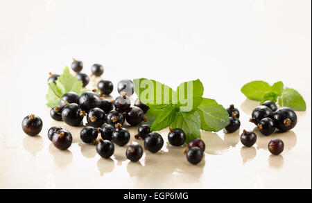 Johannisbeere, schwarze Johannisbeere, Ribes Nigrum. Mehrere Beeren mit Zweige der Pfefferminze, Mentha Piperita, auf weißem Marmor angeordnet. Selektiven Fokus. Stockfoto