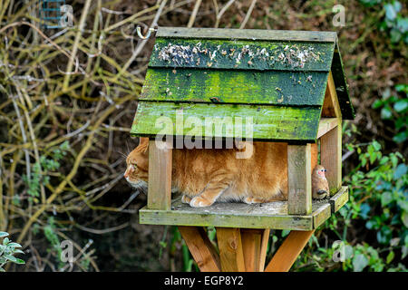 Ginger Erwachsene Hauskatze auf Vogel Tisch im Garten. Foto; George Sweeney / Alamy Stockfoto