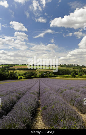 Lavendel, Lavandula Angustifolia, ein Feld mit Furchen der Lavendel zu Lande hinter und blauen bewölkten Himmel oben, Stockfoto