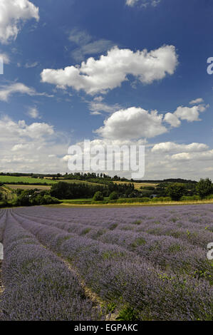 Lavendel, Lavandula Angustifolia, ein Feld mit Furchen der Lavendel zu Lande hinter und blau bewölktem Himmel oben. Stockfoto