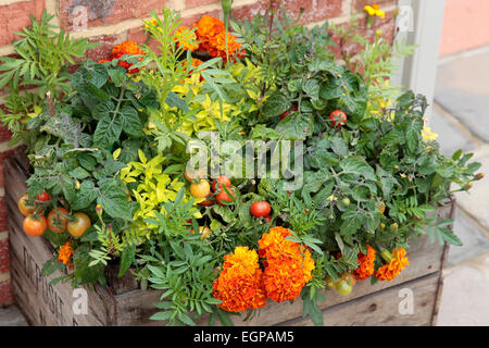 Ringelblume, Tagetes Erecta eng mit Tomate, Lycopersicon Esculentum in einem hölzernen Obstkiste gepflanzt, Stockfoto