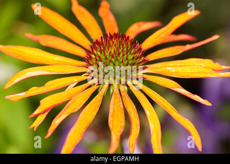Echinacea, Sonnenhut, Echinacea Sorte, Nahaufnahme von Blütenstand mit orange farbigen Blütenblätter. Stockfoto