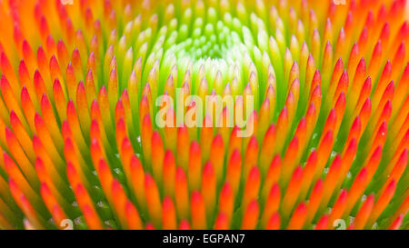 Sonnenhut, Echinacea Purpurea 'Magnus', engen Blick auf zentrale Hügel grün Orange kippte Staubblätter bilden konzentrische Muster. Stockfoto