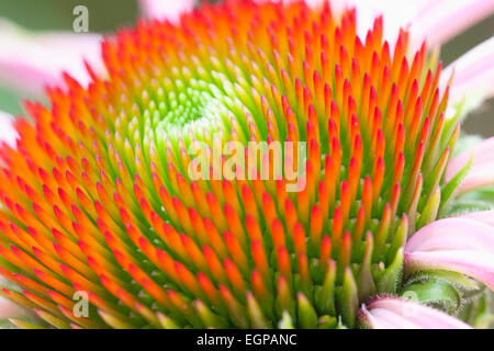 Sonnenhut, Echinacea Purpurea 'Magnus', engen Blick auf zentrale Hügel grün Orange kippte Staubblätter, Stockfoto