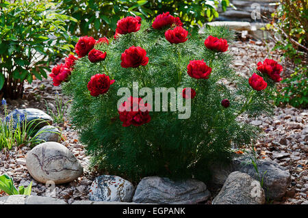 Fenchel-leaved Pfingstrose Paeonia Tenuifolia Rubra Flora Plena wächst im Garten mit Steinen und Kies in Kanada, Alberta, Lethbridge. Stockfoto