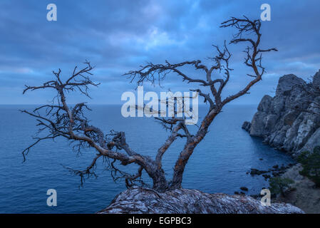 Baum auf Felsen auf der Krim Stockfoto